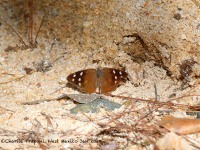 819A5380Butterfly_La-Provincia