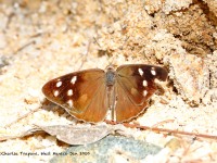 819A5382Butterfly_La_Provincia_MX