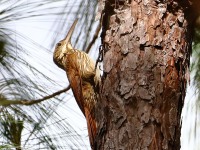 819A5388Ivory-billed_Woodcreeper