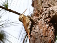 819A5390Ivory-billed_Woodcreeper