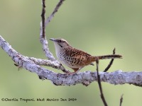 819A5426Spotted_Wren