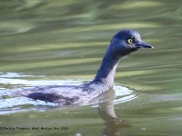 819A5467Least_Grebe