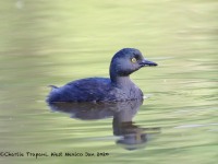 819A5479Least_Grebe