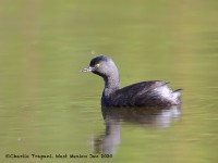 819A5488Least_Grebe