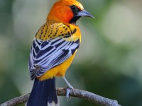 819A5525Streak-backed_Oriole