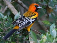 819A5528Streak-backed_Oriole