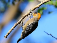 819A5563Golden-cheeked_Woodpecker