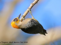 819A5568Golden-cheeked_Woodpecker