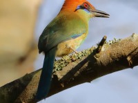 819A5580Russet-crowned_Motmot