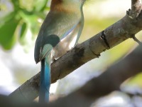 819A5596Russet-crowned_Motmot