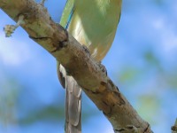 819A5598Russet-crowned_Motmot