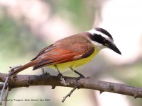 819A5602Great_Kiskadee