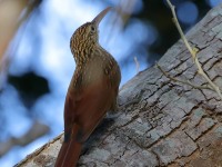 819A5611Ivory-billed_woodcreeper