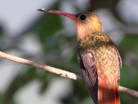 819A5655Cinnamon_Hummingbird