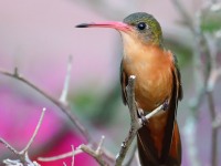 819A5665Cinnamon_Hummingbird