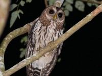 819A5706Mottled_Owl