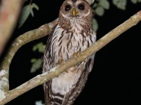 819A5708Mottled_Owl