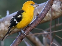 819A5726Yellow_Grosbeak