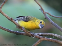 819A5729Yellow_Grosbeak