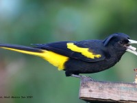 819A5735Yellow-Winged_Cacique