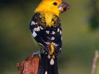 819A5744Yellow-Grosbeak