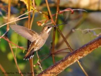 819A5758Plain-capped_Starthroat