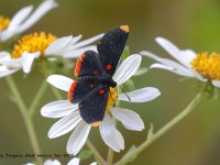 819A5766Butterfly