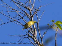 819A5773Female_Scrub_Euphonia