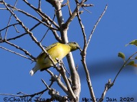 819A5773Scrub_Euphonia