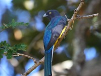 819A5798Citreoline_Trogon