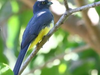 819A5816Citreoline_Trogon