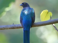 819A5826Citreoline_Trogon