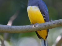 819A5843Citreoline_Trogon