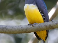 819A5858Citreoline_Trogon