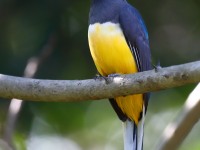 819A5863Citreoline_Trogon