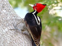 819A5881Pale-billed_Woodpecker