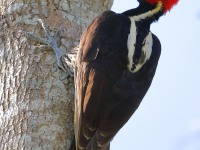 819A5903Pale-billed_Woodpecker