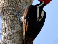 819A5908Pale-billed_Woodpecker