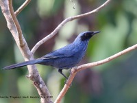 819A5937Blue_Mockingbird