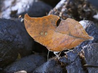 819A5962Holey_Leafwing