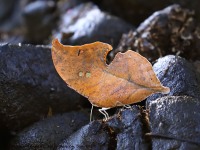 819A5968Leafwing_Butterfly