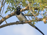 819A5984Black-throated_Magpie_Jay