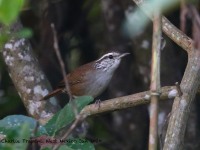 819A6048Sinaloa_Wren