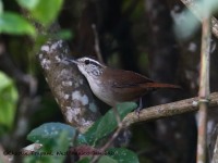 819A6052Sinaloa_Wren