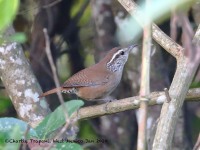 819A6061Sinaloa_Wren