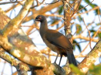 819A6077West_Mexican_Chachalaca