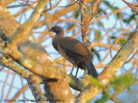 819A6080West_Mexican_Chachalaca