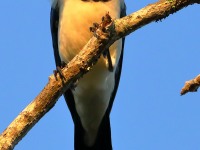 819A6083Black-throated_Magpie_Jay