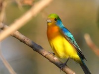 819A6097Orange-breasted_Bunting
