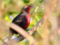 819A6119Rosy_Thrush-tanager
